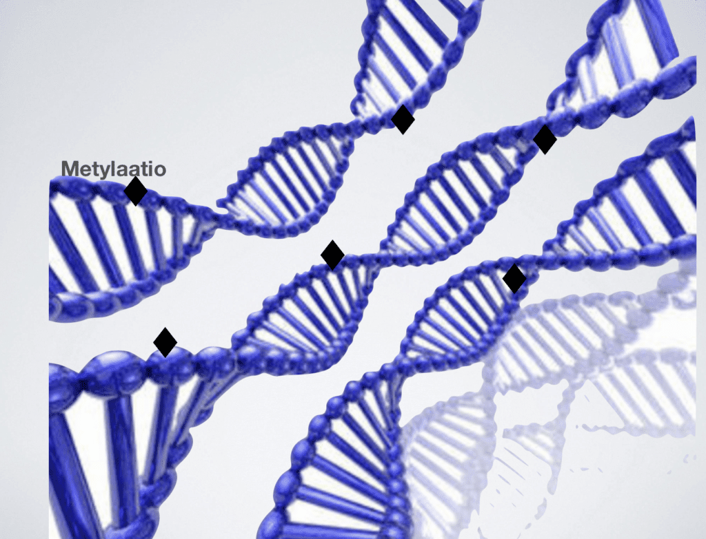 DNA epigenomi